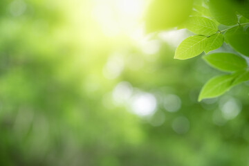 Fototapeta na wymiar Beanature view of green leaf on blurred greenery background in garden and sunlight with copy space using as background natural green plants landscape, ecology, fresh wallpaper.