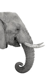 elephant head isolated on white background, black and white	
