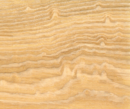 Macro photo of wood cross section Wood grain texture background