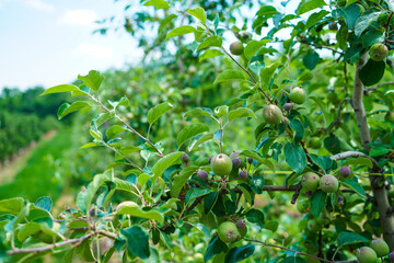 Fuji apples on a tree on a fruit farm