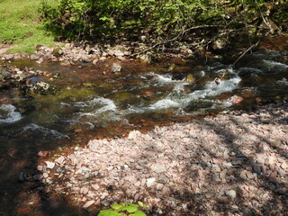 stream in the forest
