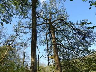 trees and sky