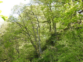 trees in the forest
