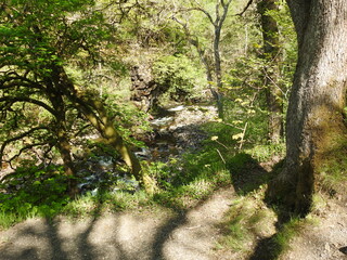 path in the forest