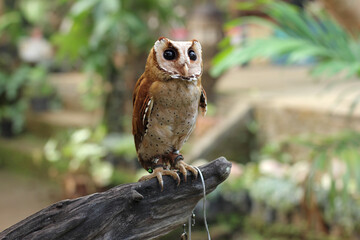 The Oriental bay owl It is completely nocturnal, and can be found throughout Southeast Asia and...