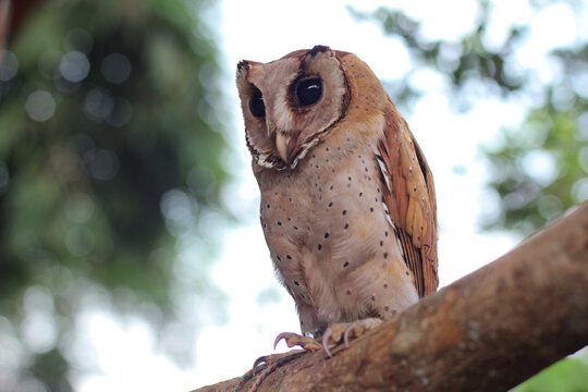 The Oriental bay owl It is completely nocturnal, and can be found throughout Southeast Asia and parts of India.