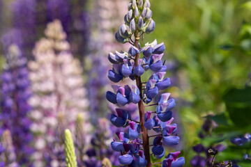 lupinus (lupin or bluebonnet) flowers