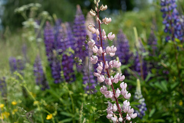 close up of pink lupinus (lupin or bluebonnet) flowers