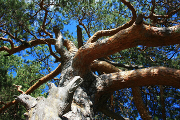 Bark on the trunk of an old curved tree