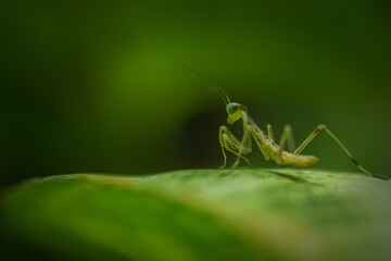 little mantis on a green leaf