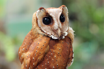 The Oriental bay owl It is completely nocturnal, and can be found throughout Southeast Asia and parts of India.