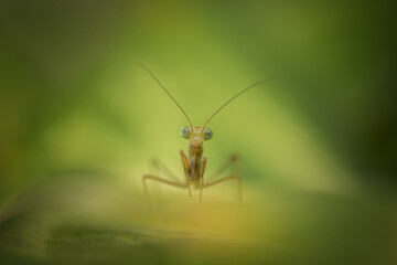 little mantis on a green leaf