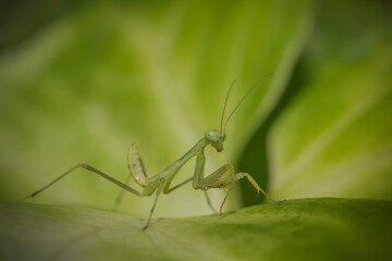 little mantis on a green leaf