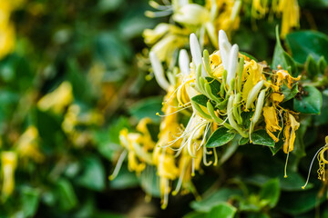 Lonicera - Honeysuckle - yellow-white flowers Lonicera (Lonicera - Honeysuckle ) is a perennial creeping plant.