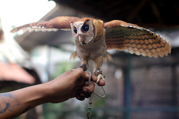 The Oriental bay owl It is completely nocturnal, and can be found throughout Southeast Asia and...