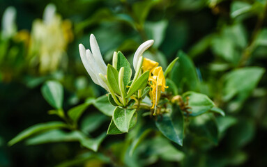 Lonicera - Honeysuckle - yellow-white flowers Lonicera (Lonicera - Honeysuckle ) is a perennial creeping plant.