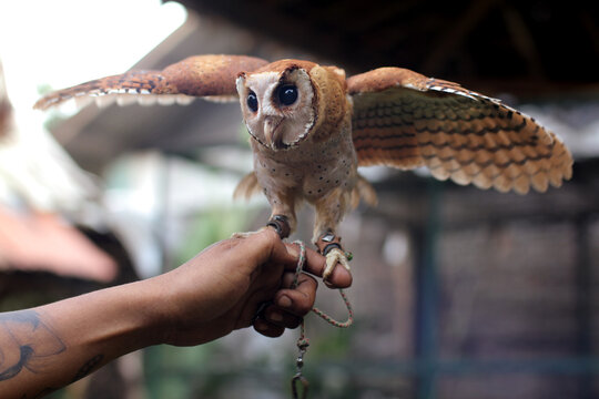 The Oriental bay owl It is completely nocturnal, and can be found throughout Southeast Asia and parts of India.