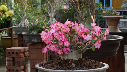 Fototapeta na wymiar Beautiful Pink Adenium in pot (desert rose)