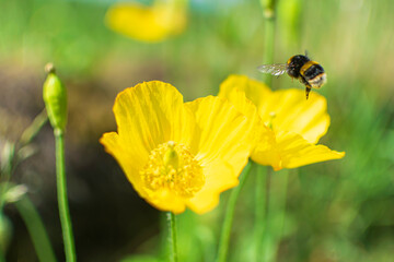 Bee in flight next to some yellow flowers