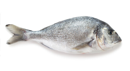 fresh raw gilt-head bream isolated on white background