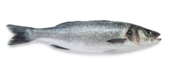 single raw sea bass isolated on white background 