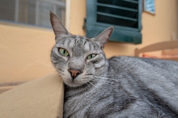 Funny cat inside a cardboard box