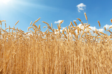 Scenic landscape of ripe golden organic wheat stalk field against blue sky on bright sunny summer day. Cereal crop harvest growth background. Agricultural agribuisness business concept