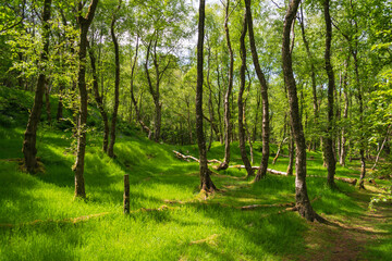 forest in the morning