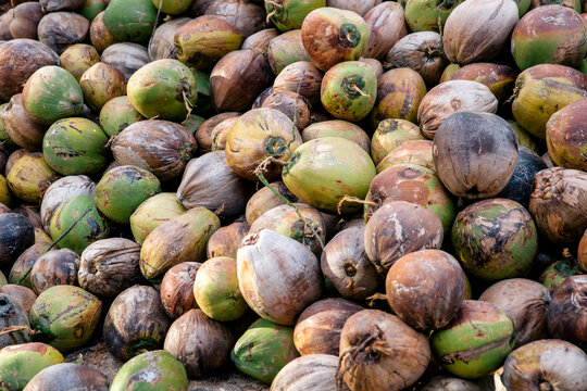 A Large Pile of Coconuts 