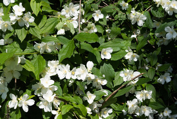 blooming jasmine bush on a sunny day