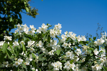 blooming jasmine bush on a sunny day - obrazy, fototapety, plakaty