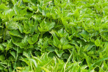 Dense thickets of nettles.