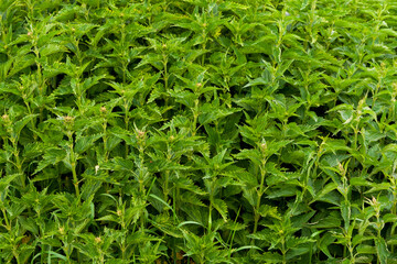 Dense thickets of nettles.