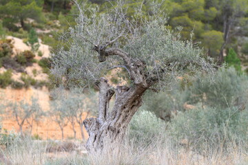 Ancient olive tree