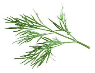 Sprig of fresh dill on white background, top view