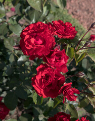 Red roses blooming in the garden. Overhead closeup view of Rosa Matthias Meilland flowers of electric red petals, blossoming in the park.