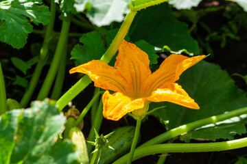 Bright yellow zucchini flower.