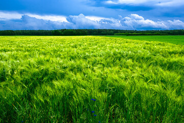 Barley field in June.