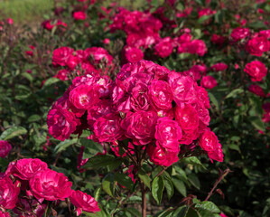 Obraz premium Spring blooming roses flower bed in the park. Closeup view of Rosa Nur Mahal flower clusters of fuchsia and pink petals blossoming in the garden.