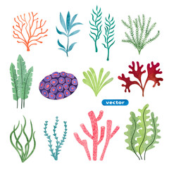 Set of seaweed and corals isolated on white background. Underwater watercolor algae set. Aquarium plants vector illustration © Afanasia