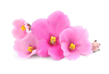 Fototapeta na wymiar Pink violet flowers isolated on white. Delicate house plant