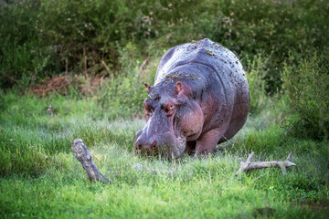 Hippo grazing in the lush grass of Amboseli National Park, Kenya