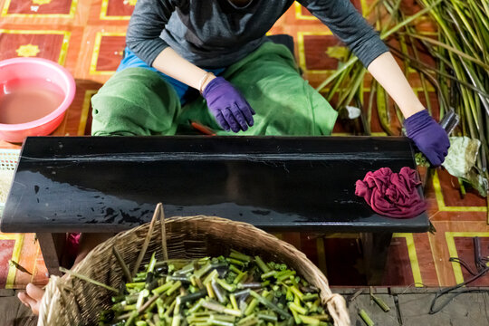 Woman preparing Silk fiber from Lotus Flowers