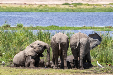 Naklejka na ściany i meble Youn elephants wallow in mud in the marshes of Amboseli, Kenya