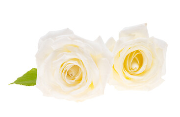 white rose flower isolated