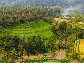 Rice fields with terraces in Bali island. Aerial view