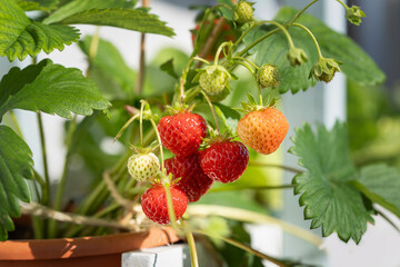 Erdbeeren im Topf ziehen