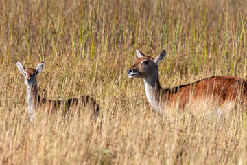 Red Lechwe Antelope - Okavango Delta - Botswana