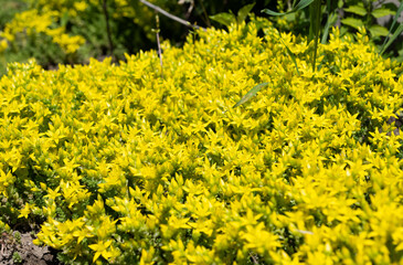 thickleaf flower growing on a flower bed