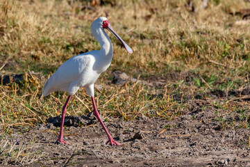 African spoonbill - Okavango Delta - Botswana